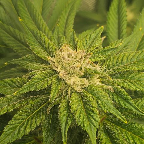 Blueberry Pancakes growlog timeline photo