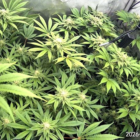 Blueberry Pancakes growlog timeline photo