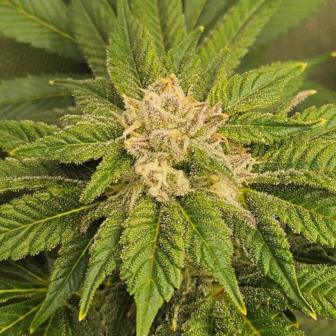 Blueberry Pancakes growlog timeline photo