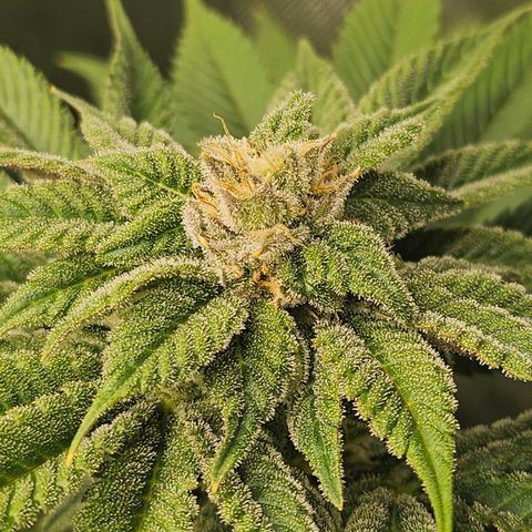Blueberry Pancakes 2 growlog timeline photo