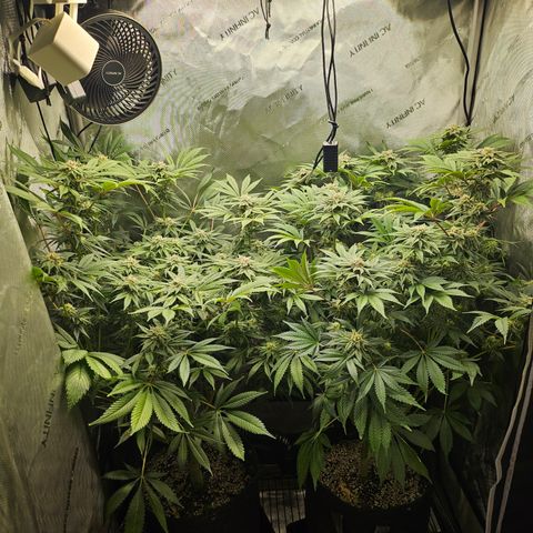Blueberry Pancakes growlog timeline photo