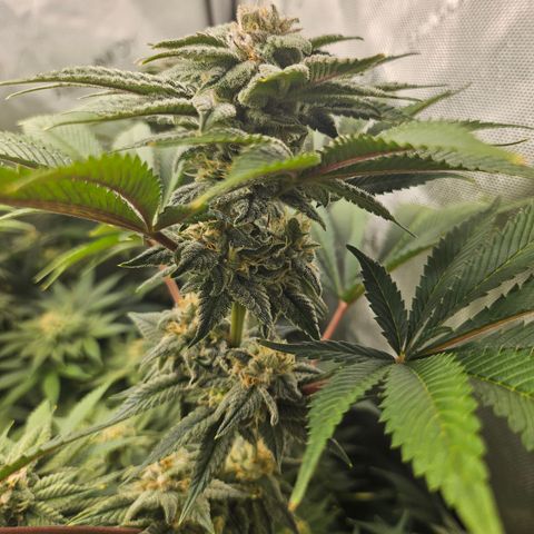Blueberry Pancakes 2 growlog photo: Starting to see more hairs turn orange