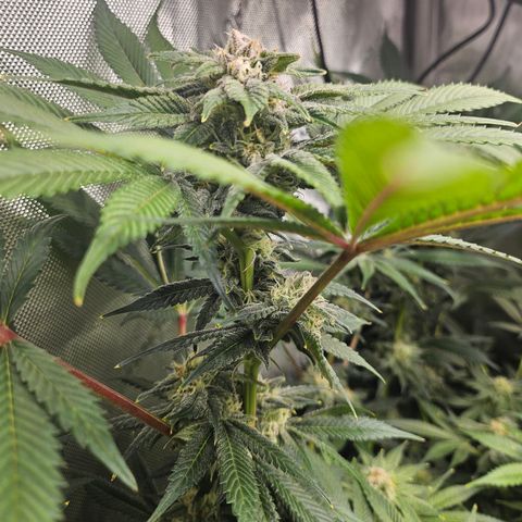 Blueberry Pancakes growlog timeline photo