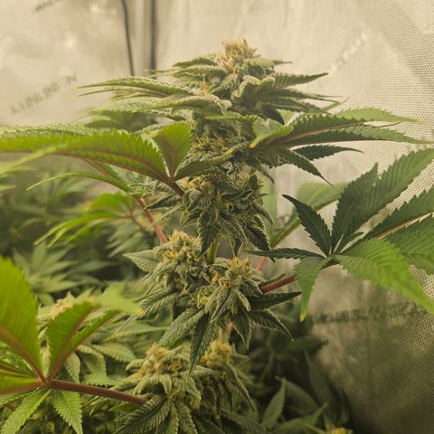 Blueberry Pancakes 2 growlog timeline photo