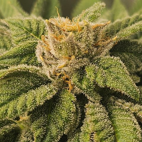 Blueberry Pancakes 2 growlog timeline photo