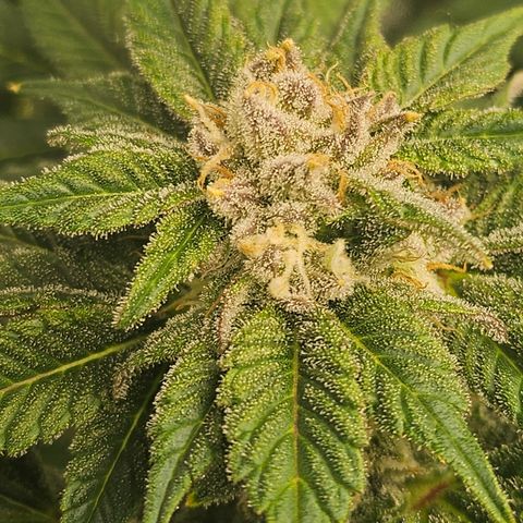 Blueberry Pancakes growlog timeline photo