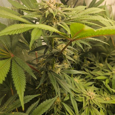 Blueberry Pancakes growlog timeline photo