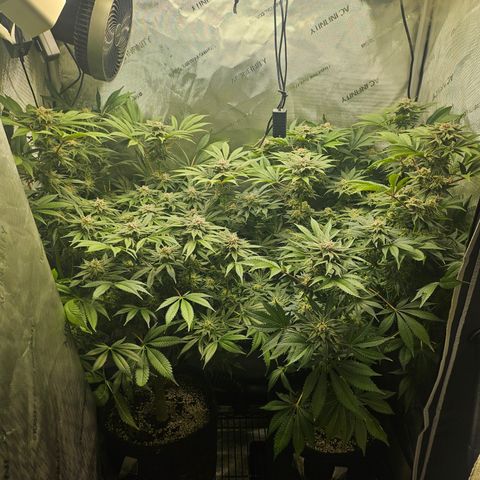 Blueberry Pancakes growlog timeline photo