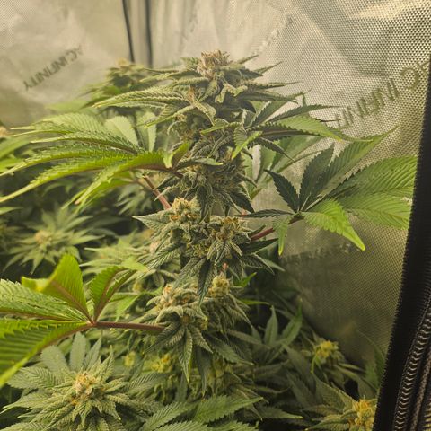 Blueberry Pancakes 2 growlog timeline photo