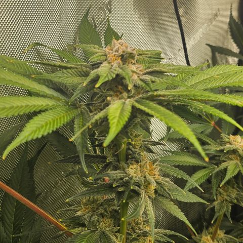 Blueberry Pancakes growlog timeline photo