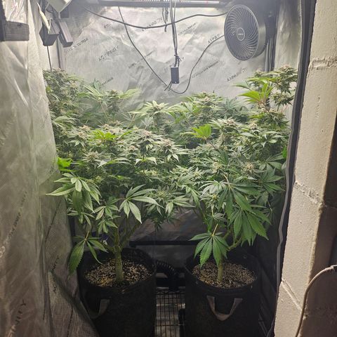 Blueberry Pancakes growlog timeline photo