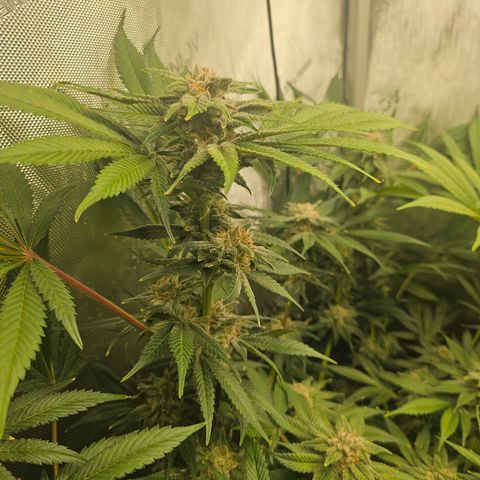 Blueberry Pancakes growlog timeline photo