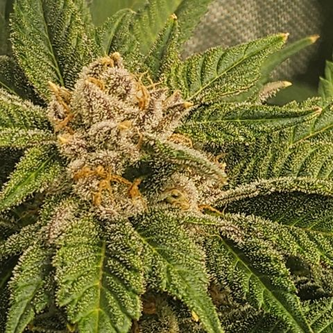 Blueberry Pancakes growlog timeline photo