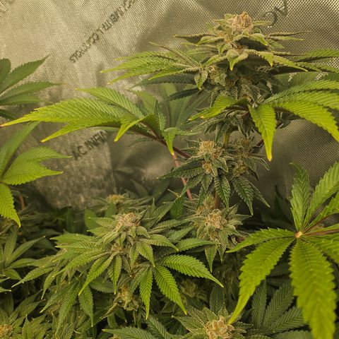 Blueberry Pancakes 2 growlog timeline photo