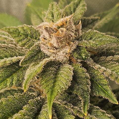 Blueberry Pancakes 2 growlog timeline photo