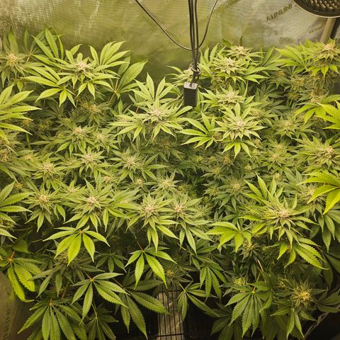 Blueberry Pancakes growlog timeline photo