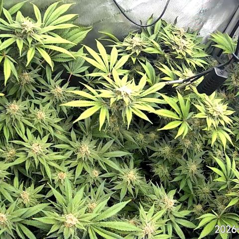 Blueberry Pancakes growlog timeline photo
