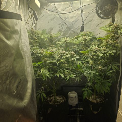 Blueberry Pancakes growlog timeline photo