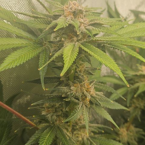 Blueberry Pancakes growlog timeline photo