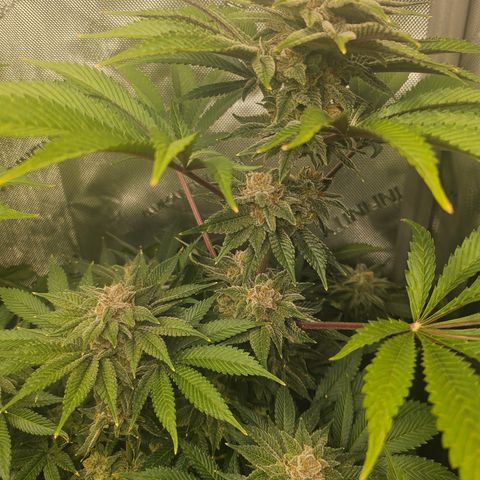 Blueberry Pancakes 2 growlog timeline photo