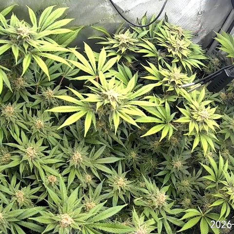 Blueberry Pancakes growlog timeline photo