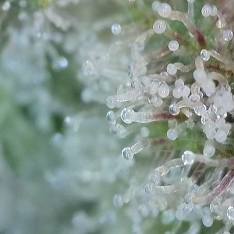 Blueberry Pancakes growlog timeline photo