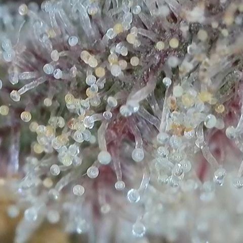 Blueberry Pancakes growlog timeline photo