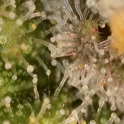 Blueberry Pancakes growlog timeline photo