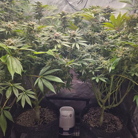 Blueberry Pancakes growlog timeline photo