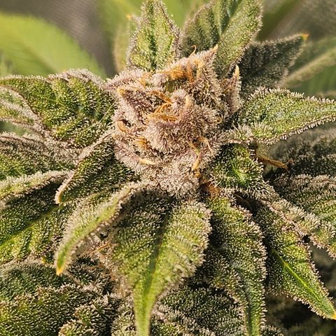 Blueberry Pancakes 2 growlog timeline photo