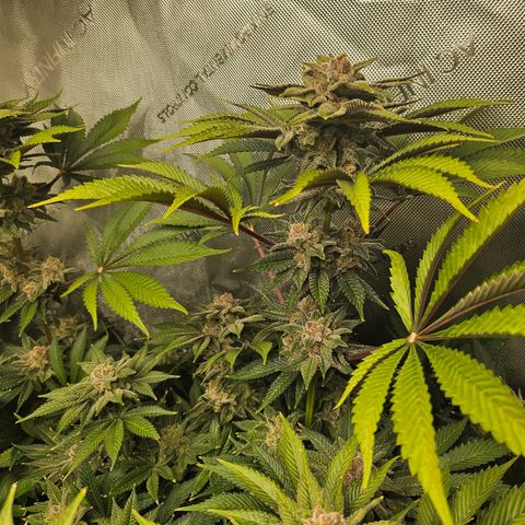 Blueberry Pancakes 2 growlog timeline photo