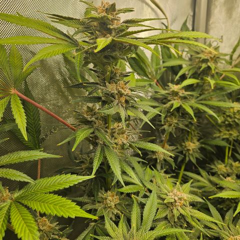 Blueberry Pancakes growlog timeline photo