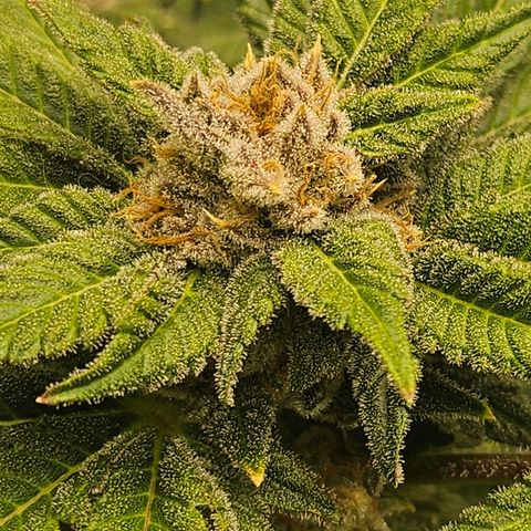 Blueberry Pancakes growlog timeline photo