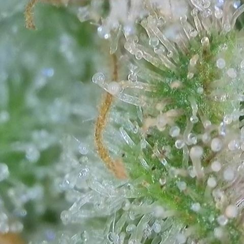 Blueberry Pancakes growlog timeline photo