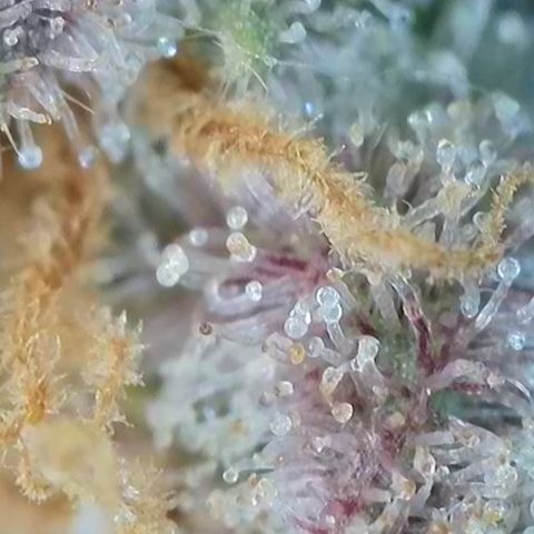 Blueberry Pancakes growlog timeline photo