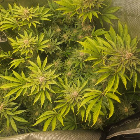 Blueberry Pancakes 2 growlog timeline photo