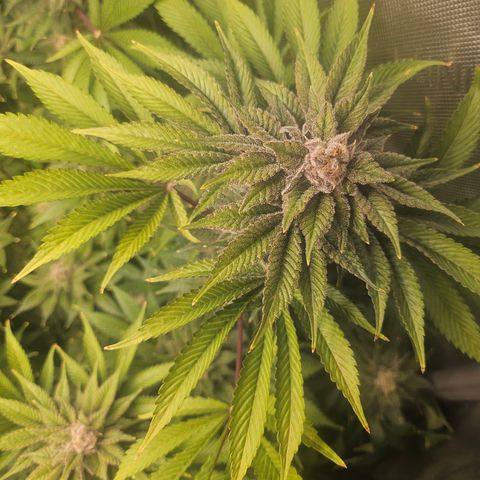 Blueberry Pancakes 2 growlog timeline photo
