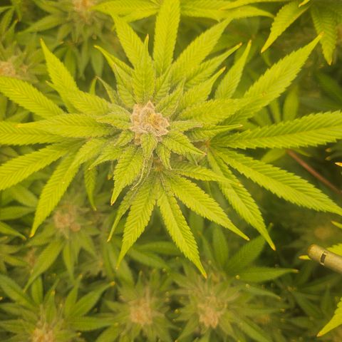 Blueberry Pancakes growlog timeline photo