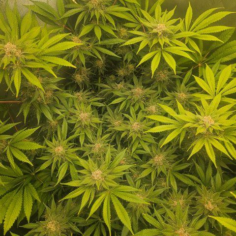 Blueberry Pancakes growlog timeline photo