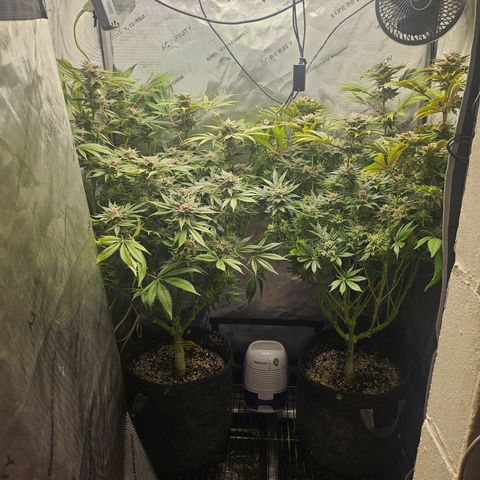 Blueberry Pancakes growlog timeline photo