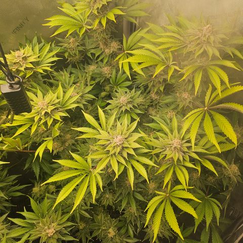 Blueberry Pancakes 2 growlog timeline photo