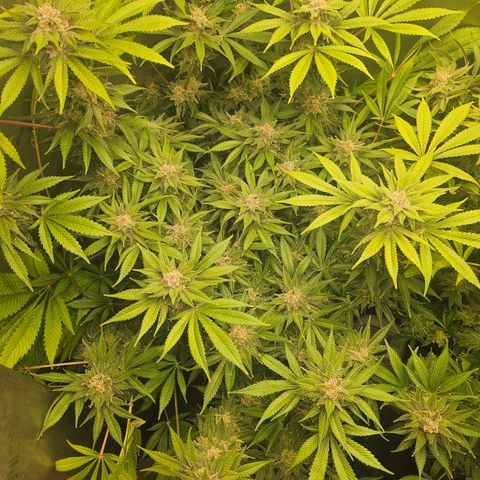 Blueberry Pancakes growlog timeline photo