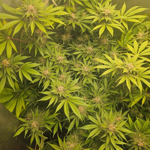 Blueberry Pancakes growlog timeline photo