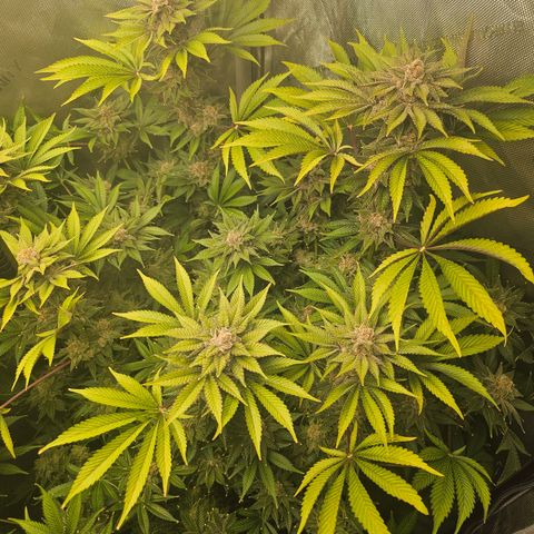 Blueberry Pancakes 2 growlog timeline photo