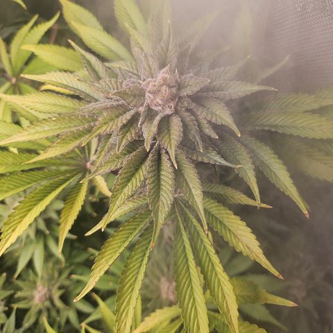 Blueberry Pancakes 2 growlog timeline photo
