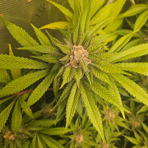 Blueberry Pancakes growlog timeline photo