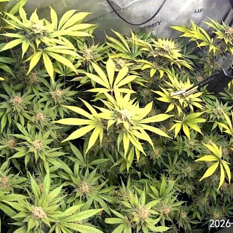 Blueberry Pancakes growlog timeline photo