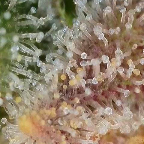 Blueberry Pancakes growlog timeline photo