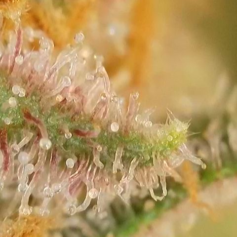 Blueberry Pancakes growlog timeline photo