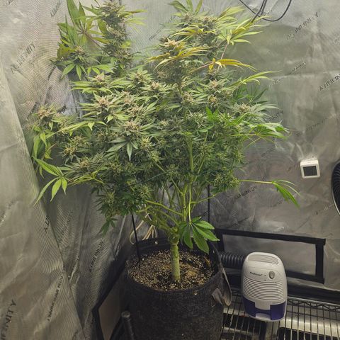 Blueberry Pancakes growlog timeline photo